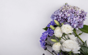 Why Hydrangeas Are the Most Versatile Choice for Any Occasion